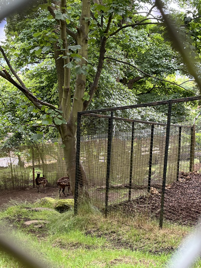 Visayan spotted deer 15.7.24