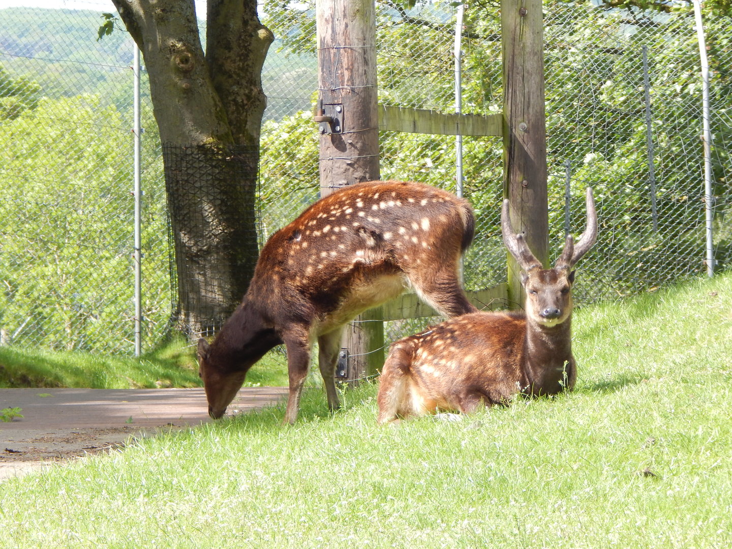 Visayan spotted deer 150523