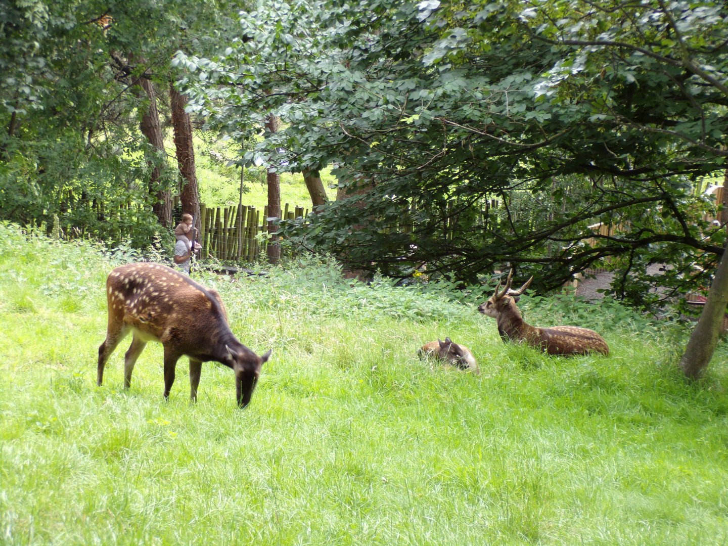 Visayan spotted deer 17.7.23