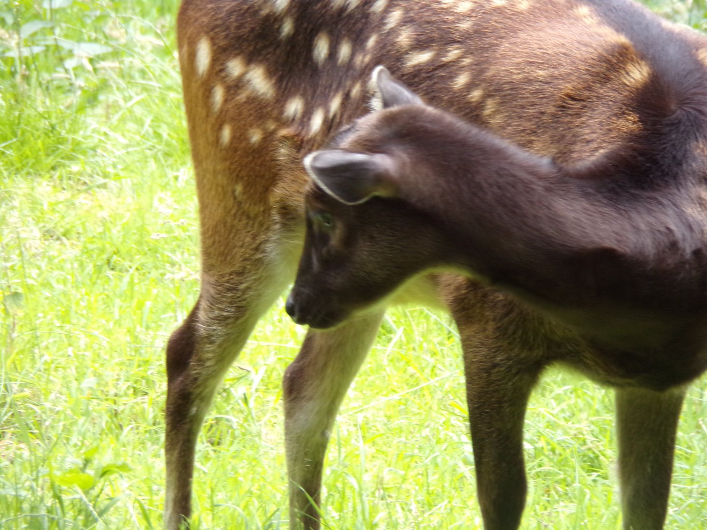 Visayan spotted deer 17.7.23