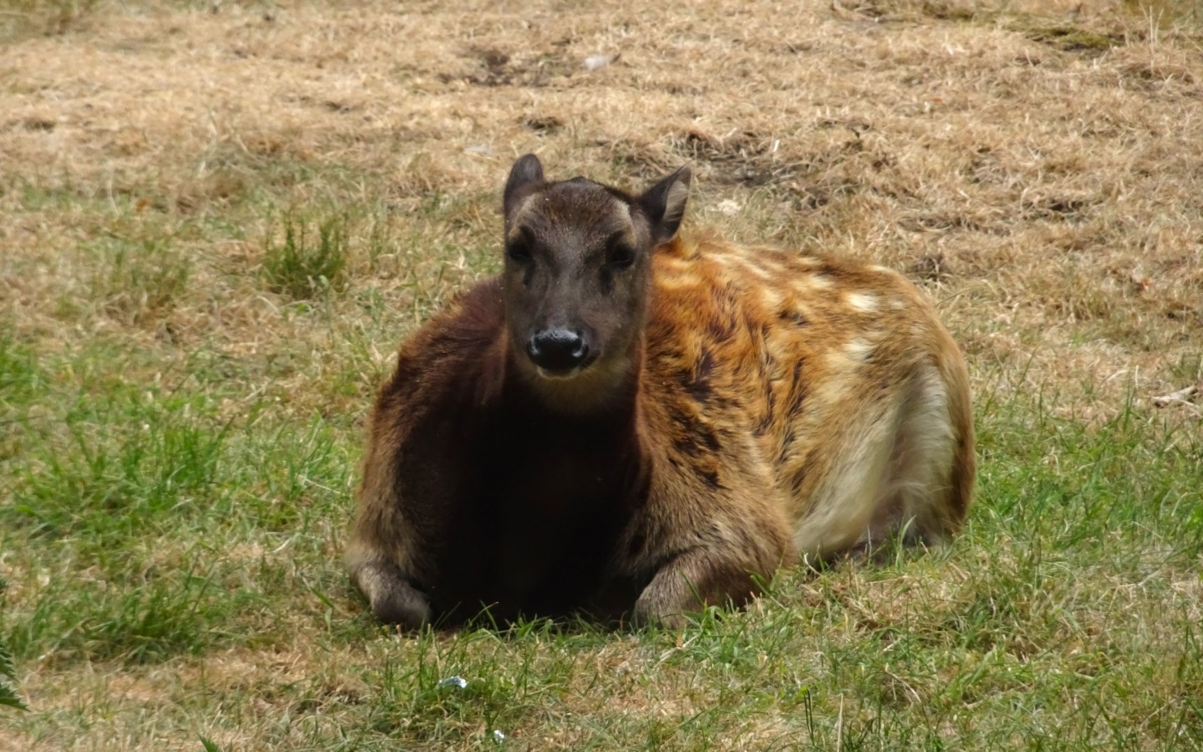 Visayan spotted deer 19 May 2025