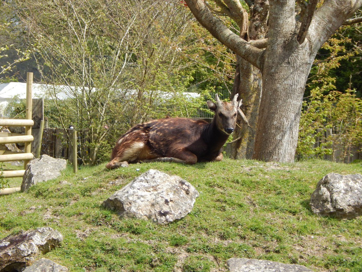 Visayan spotted deer 240424