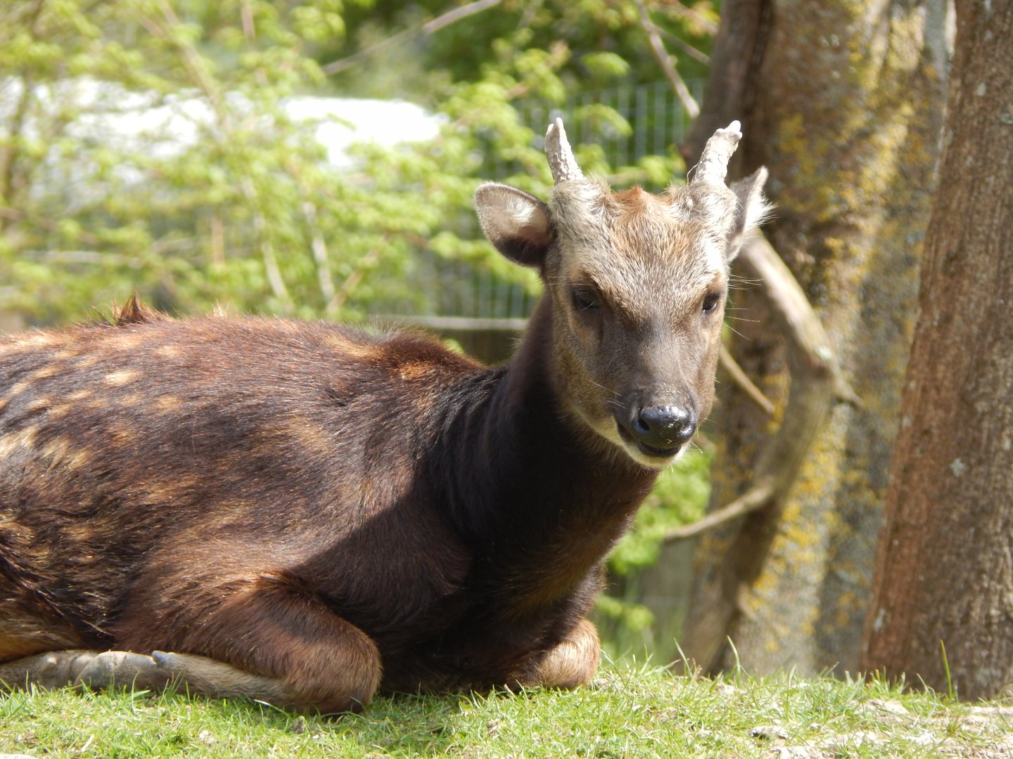 Visayan spotted deer 240424