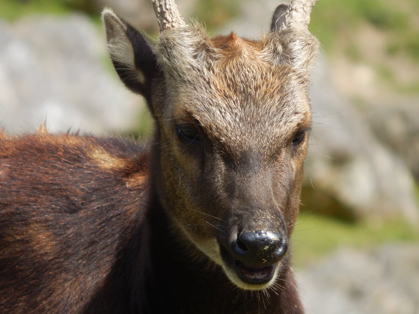 Visayan spotted deer 240424