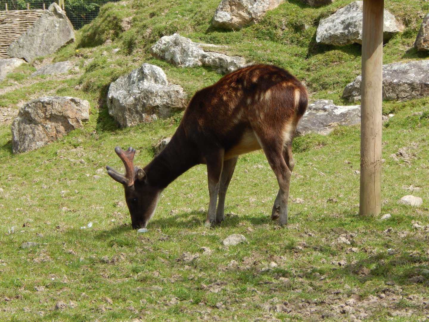 Visayan spotted deer 240424