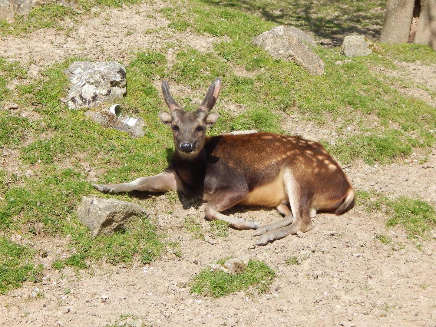 Visayan spotted deer 240424