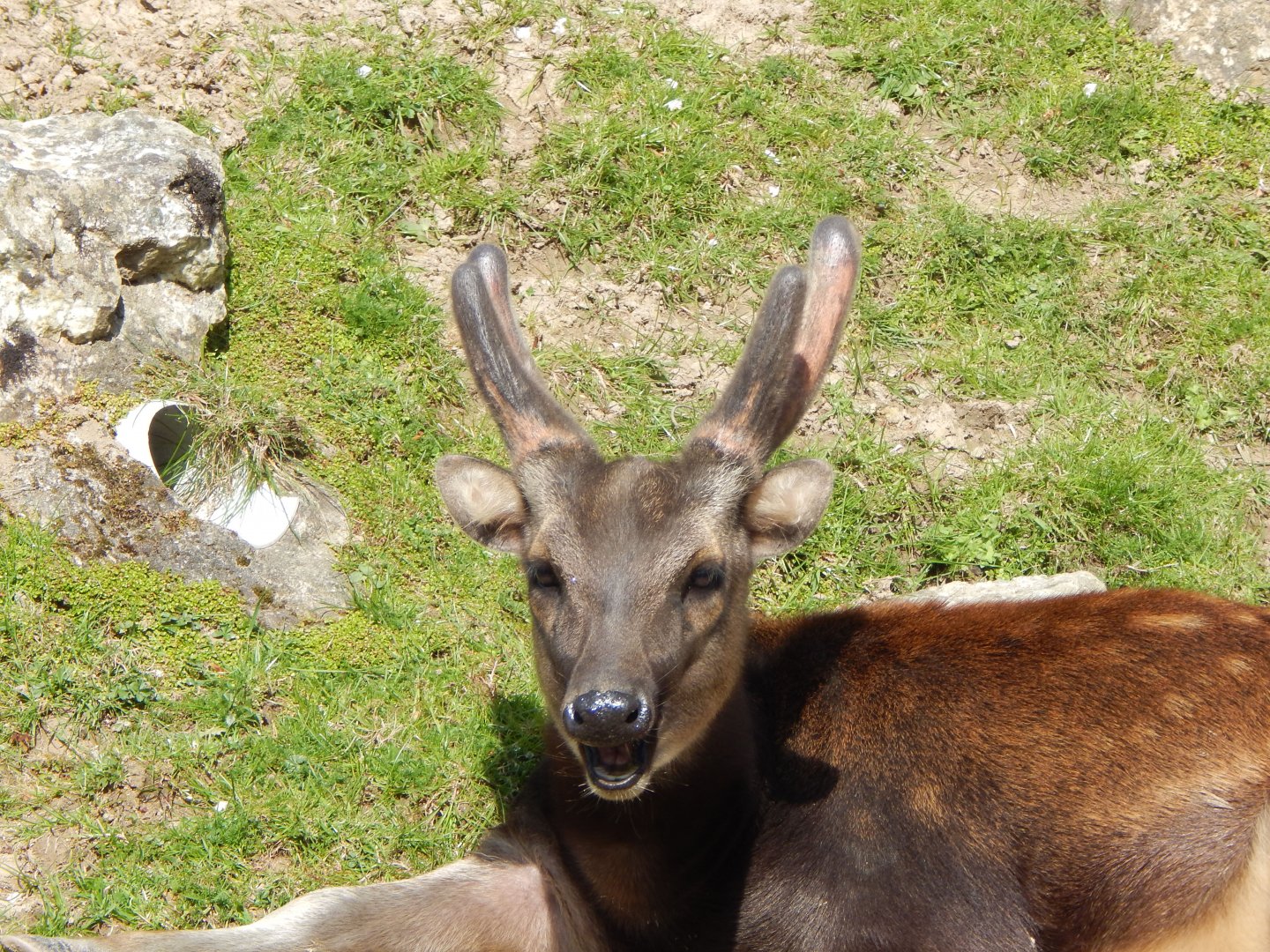 Visayan spotted deer 240424