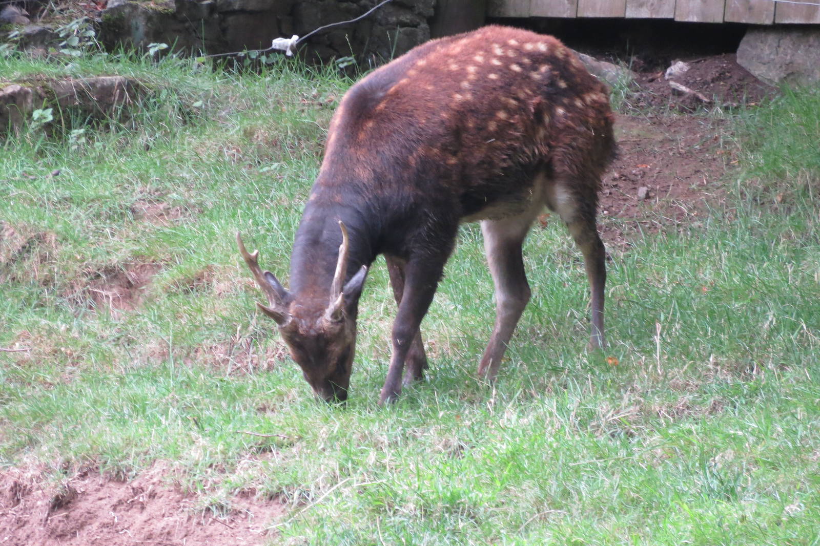 Visayan Spotted Deer 240815