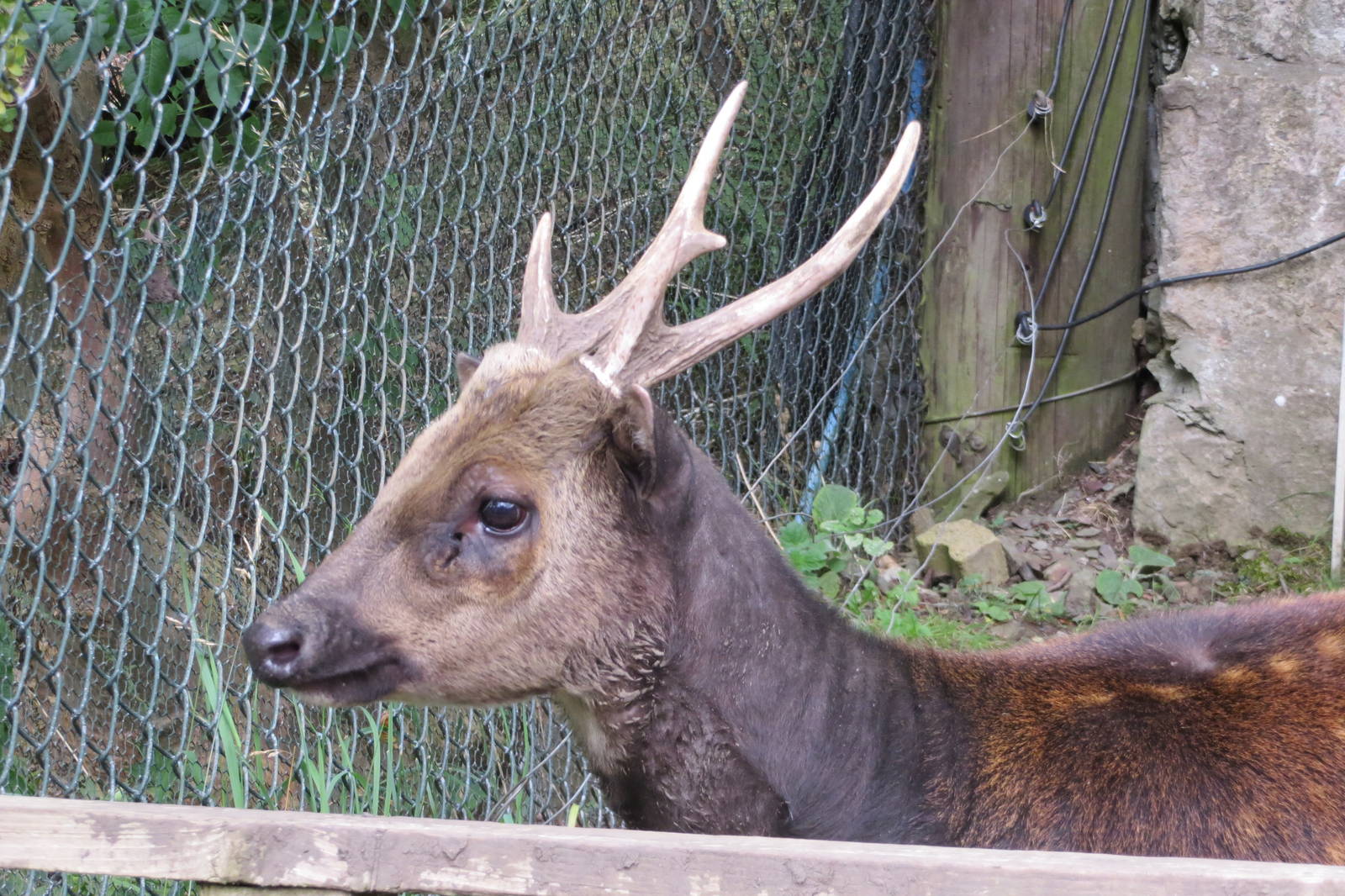 Visayan Spotted Deer 240815