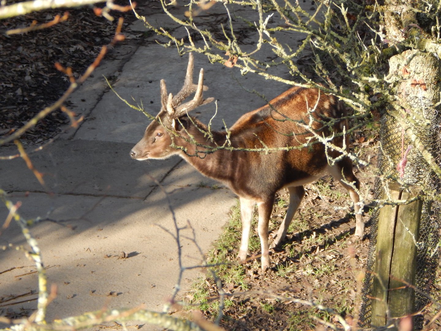Visayan spotted deer 241123