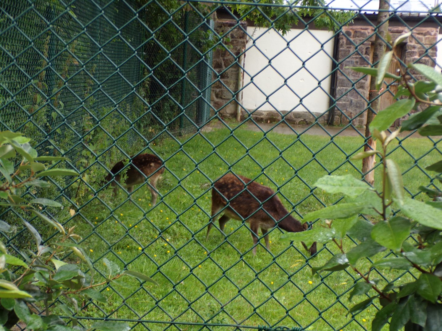Visayan spotted deer 29.6.24