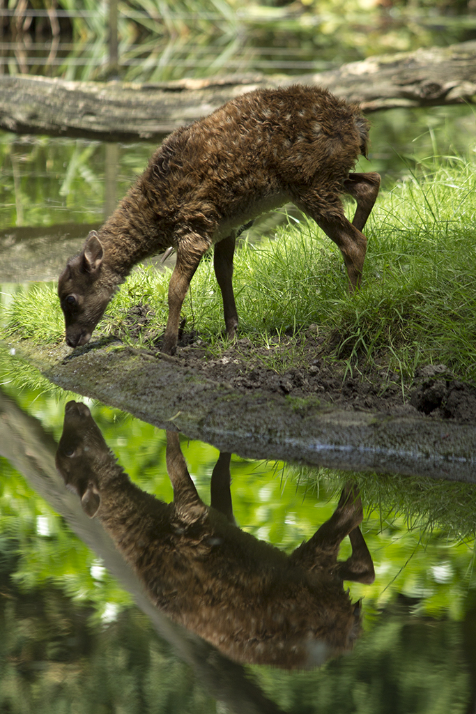 Visayan spotted deer, 6/22/14