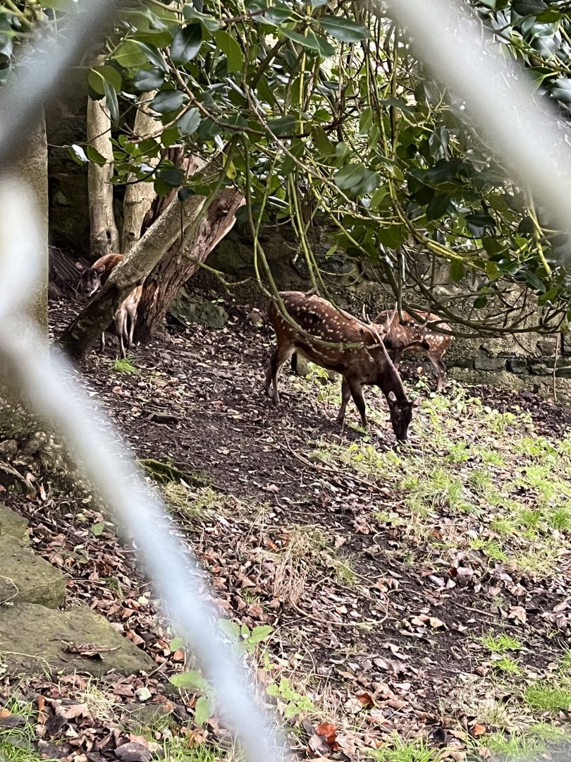 Visayan spotted deer 9.12.23