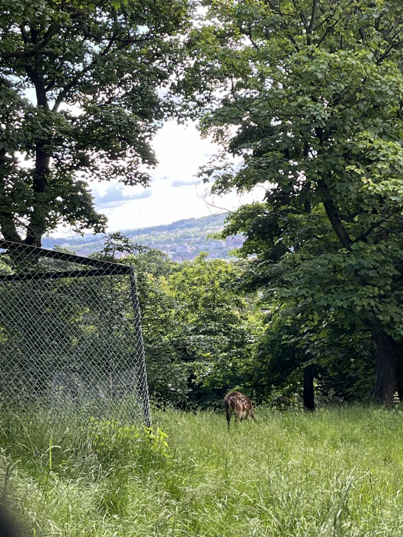 Visayan spotted deer and a view 8.6.24