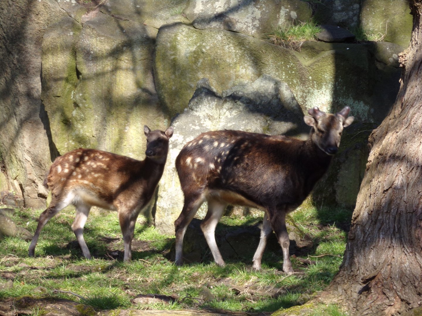 Visayan spotted deer and fawn  11.3.23