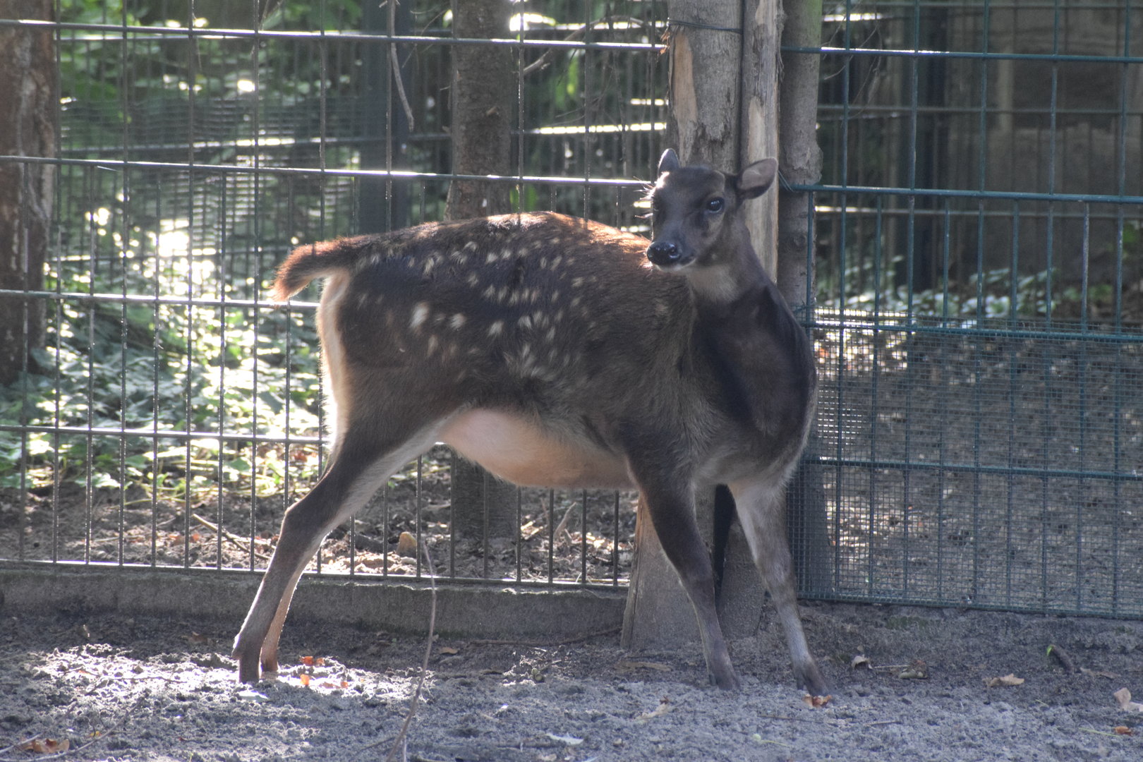 Visayan spotted deer - August 2023
