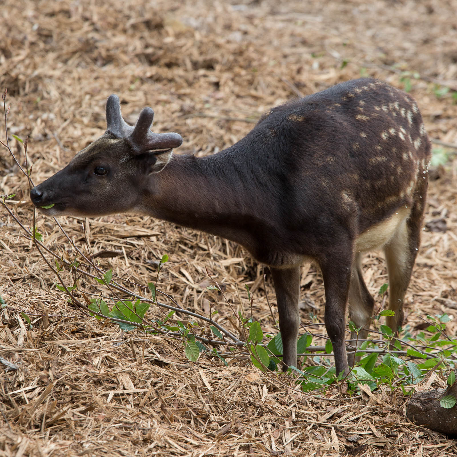 Visayan spotted deer : Colchester : 18 Oct 2014