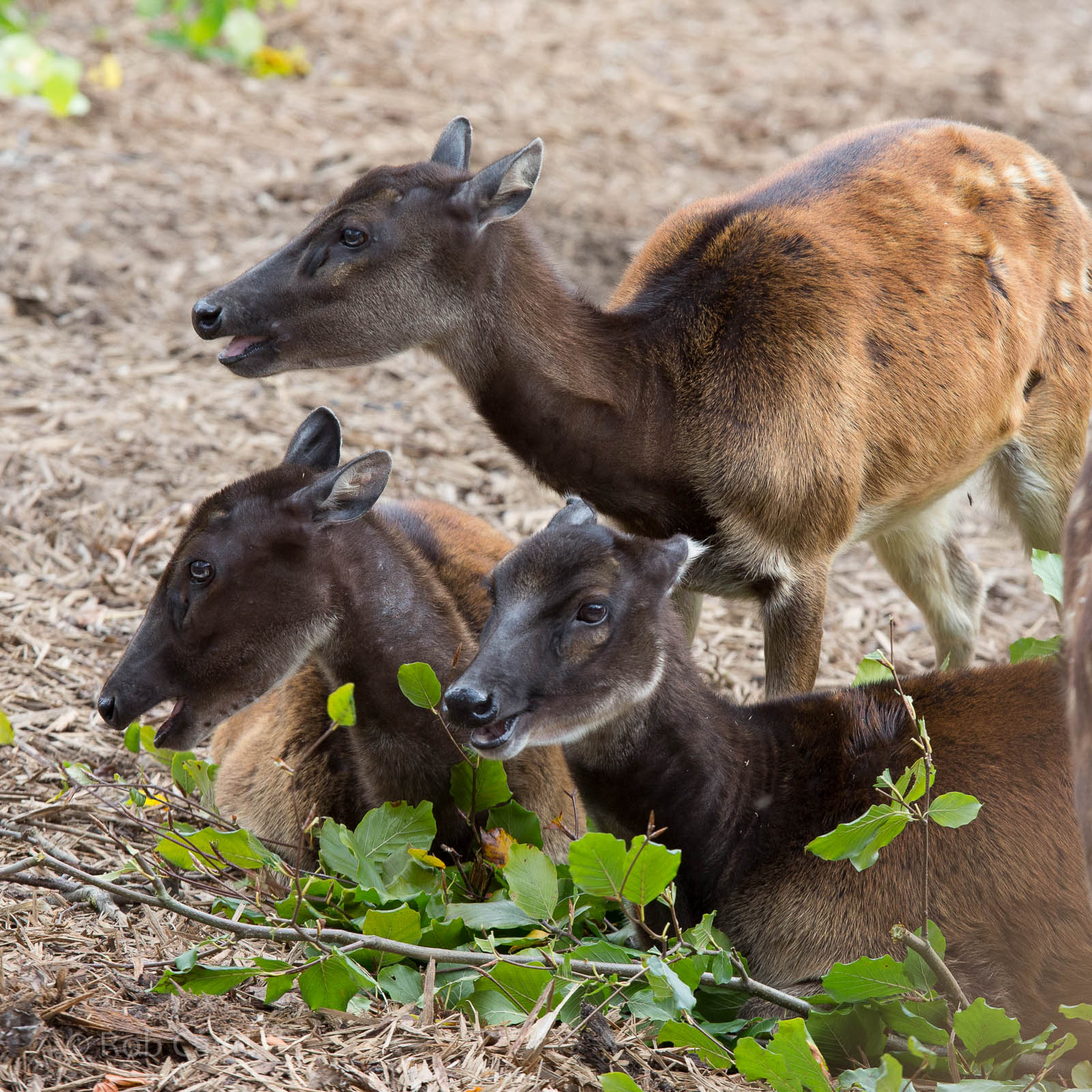 Visayan spotted deer : Colchester : 18 Oct 2014