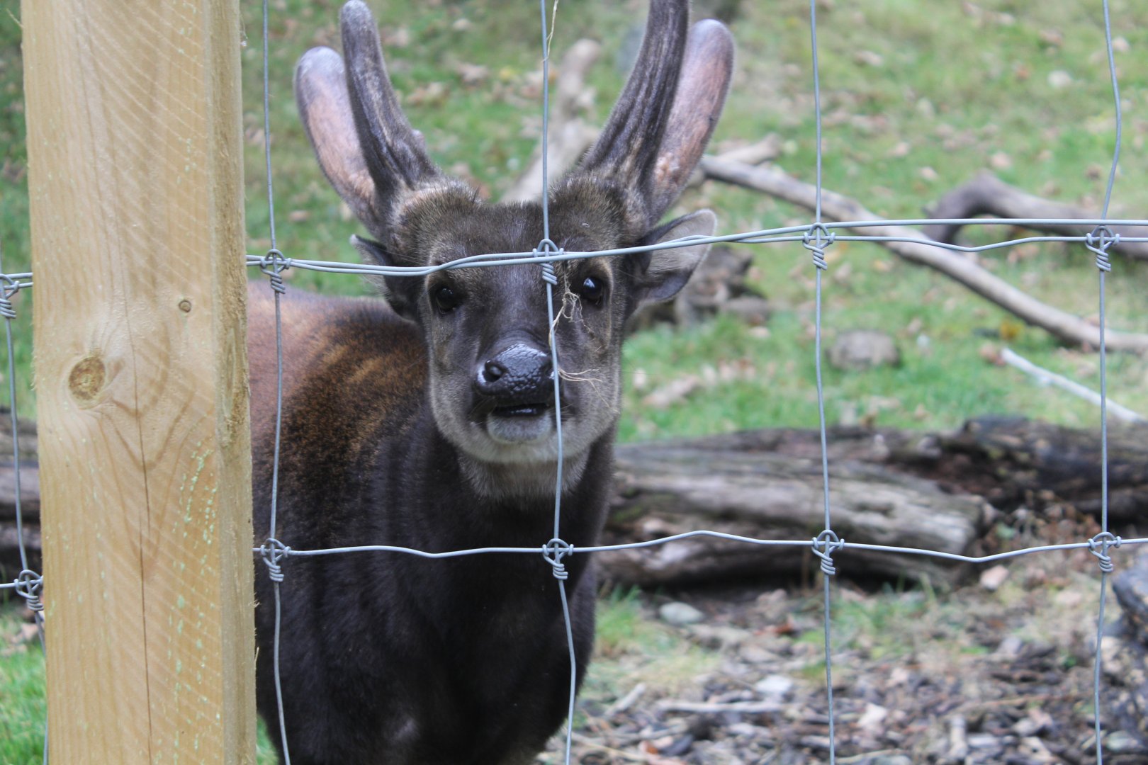 Visayan Spotted Deer Edinburgh Zoo