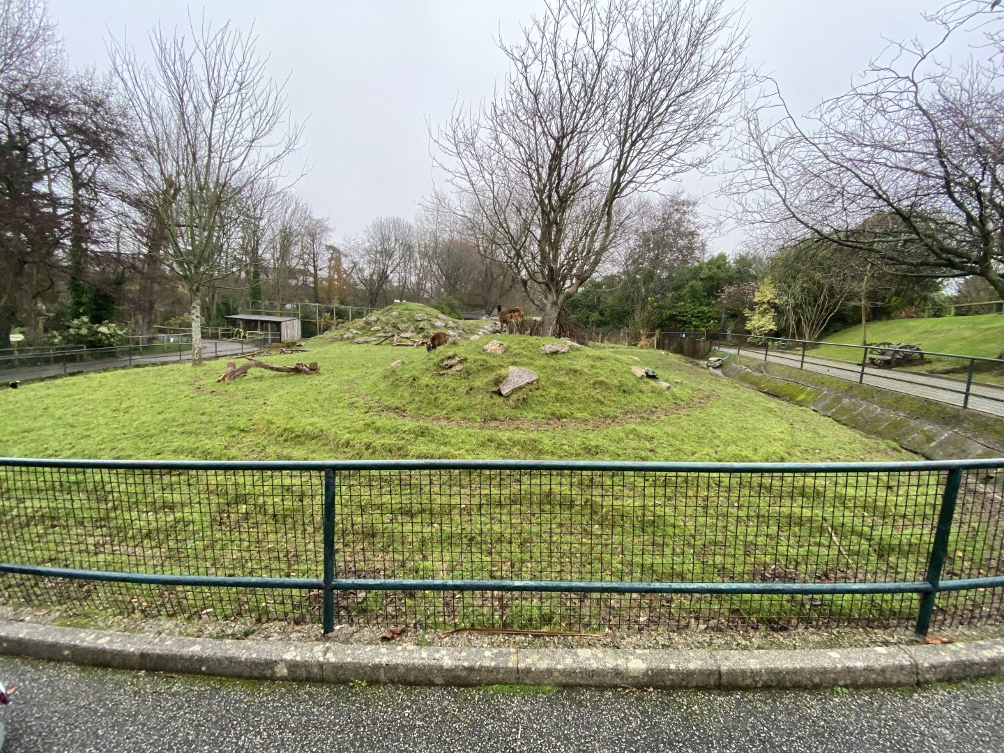 Visayan spotted deer enclosure 111221