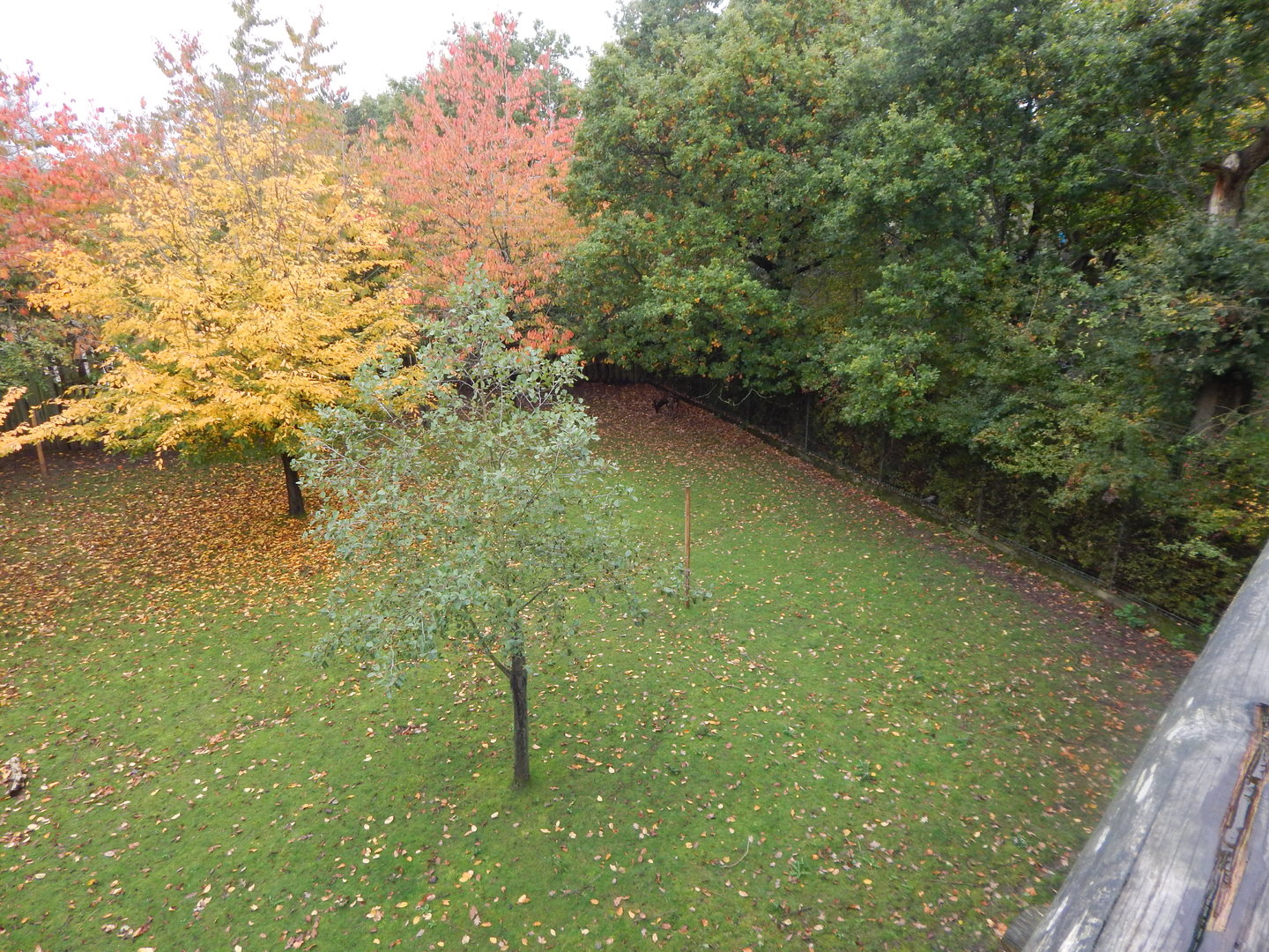Visayan spotted deer enclosure 221022