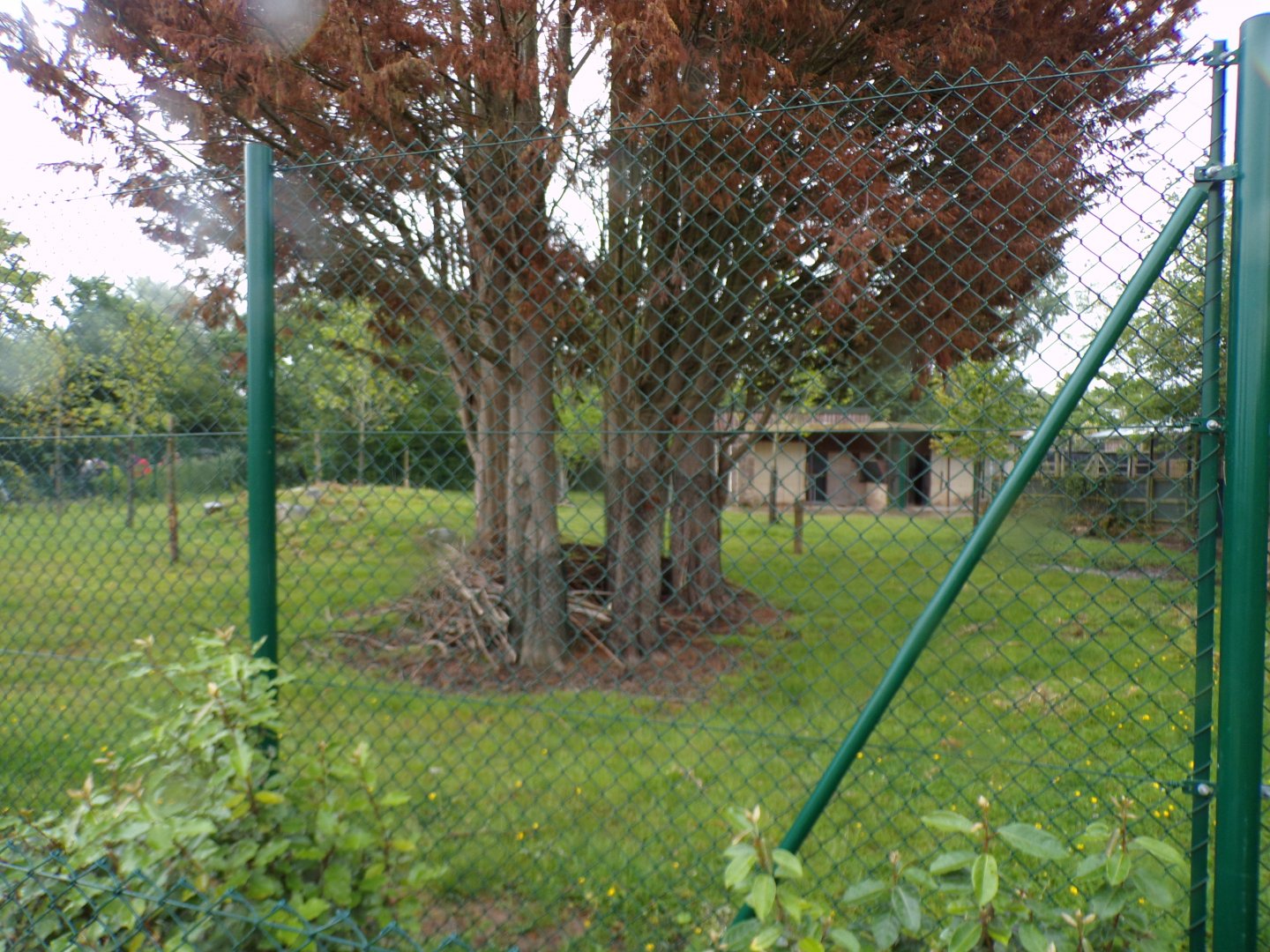 Visayan spotted deer enclosure 29.6.24