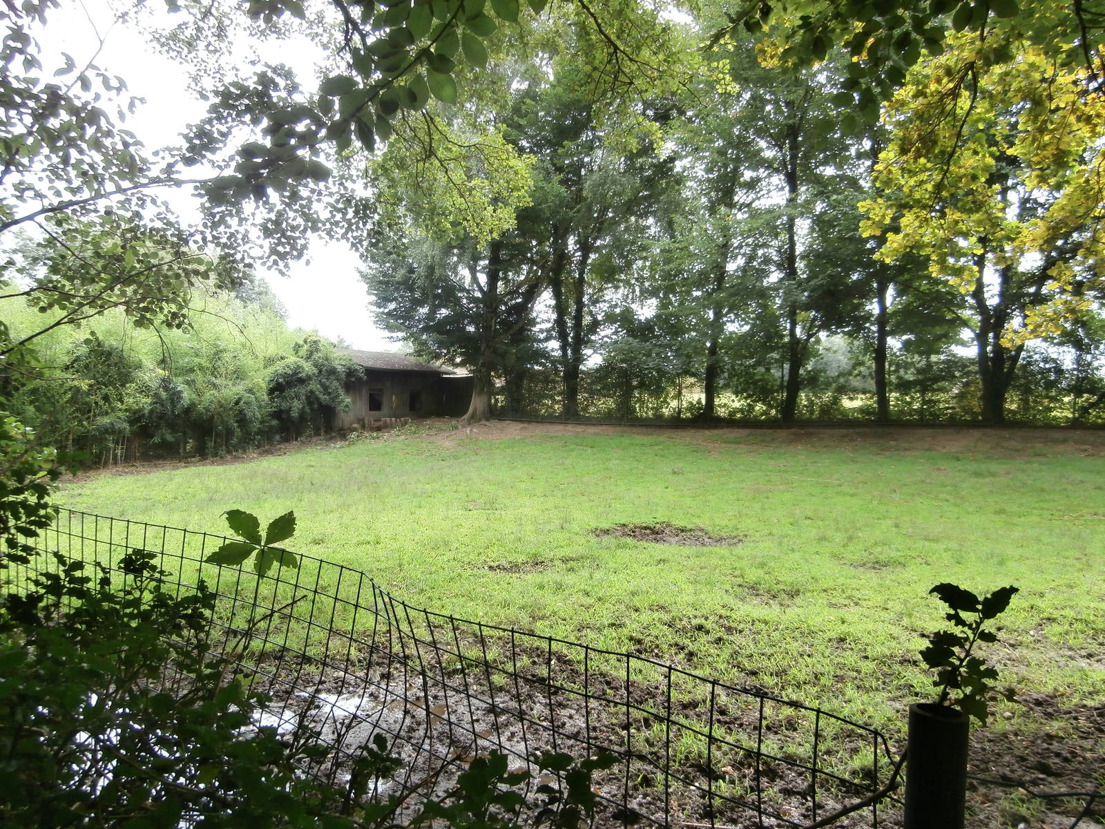 Visayan spotted deer enclosure