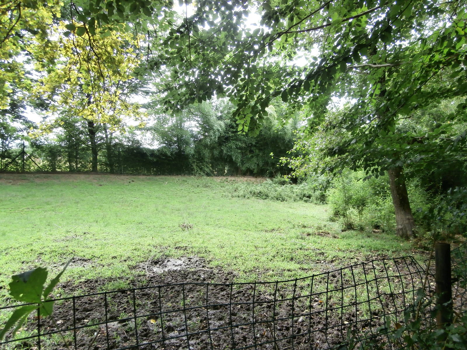 Visayan spotted deer enclosure