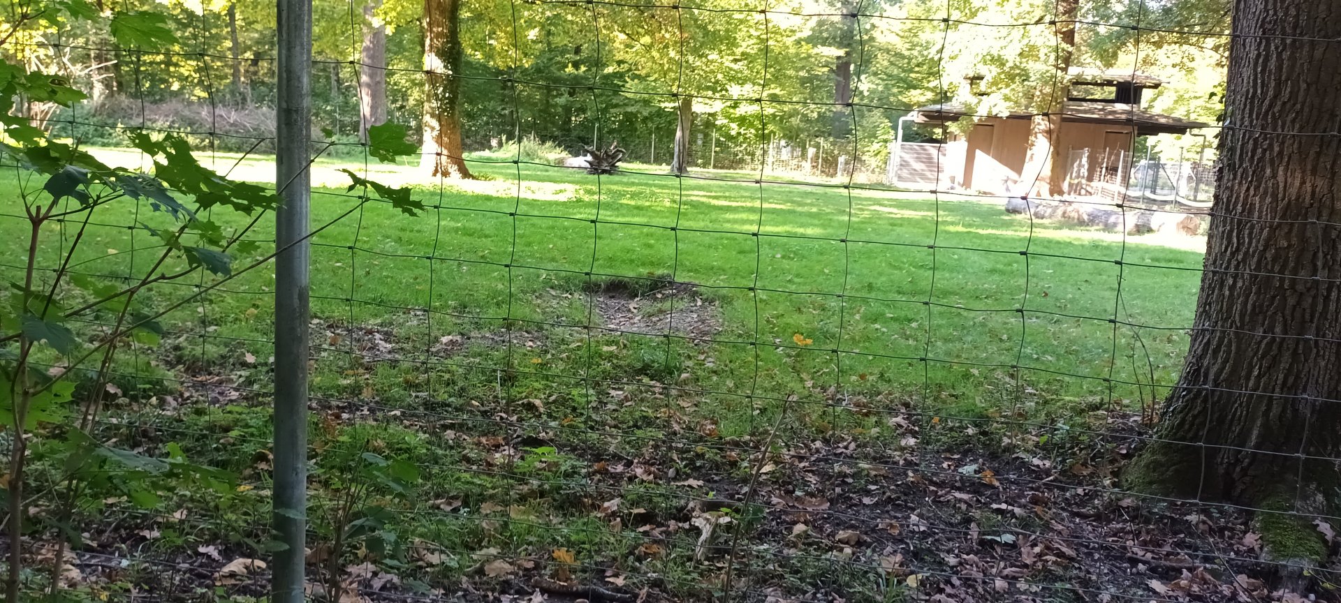 Visayan spotted Deer Enclosure