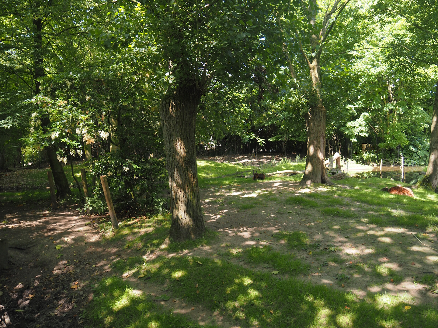 Visayan spotted deer exhibit, 2024-06-30