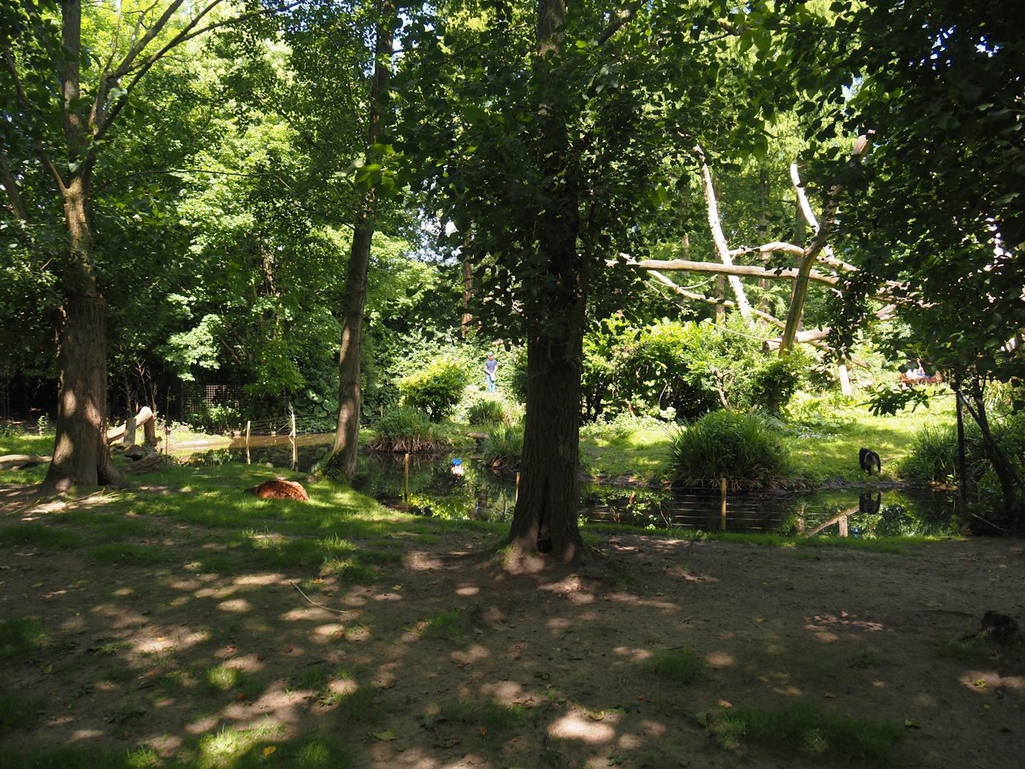 Visayan spotted deer exhibit, 2024-06-30