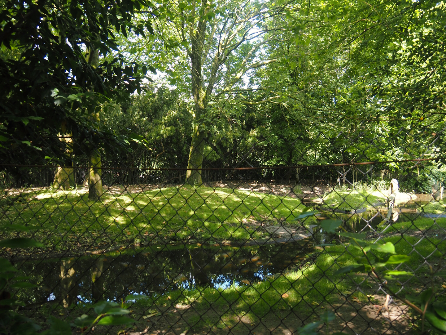 Visayan spotted deer exhibit, 2024-06-30