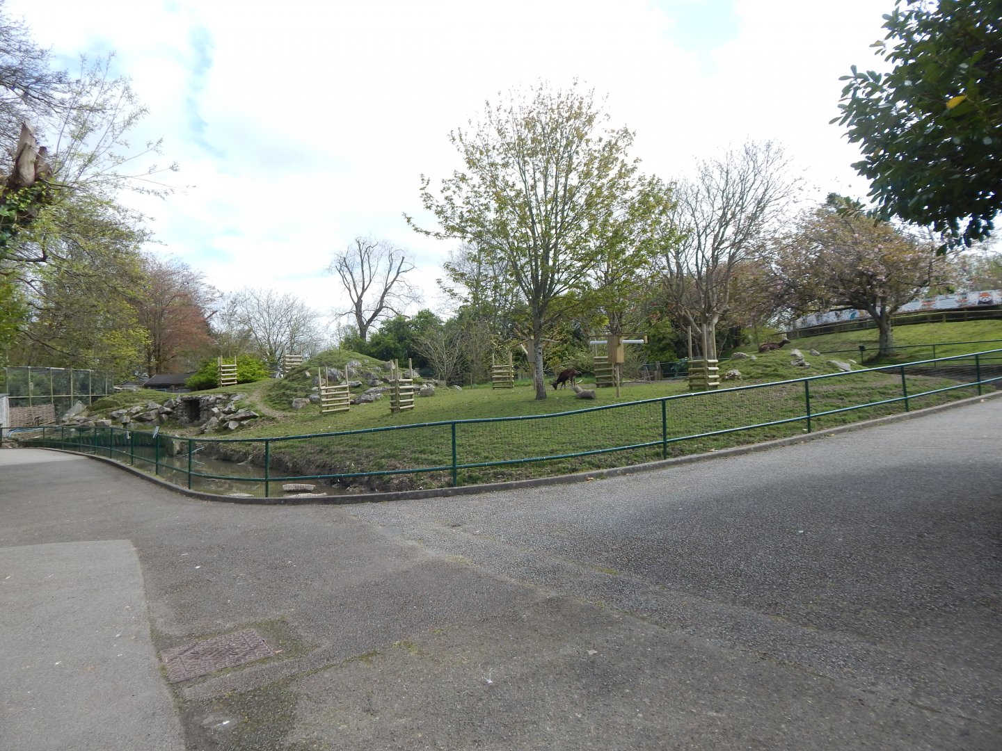 Visayan spotted deer exhibit 240424