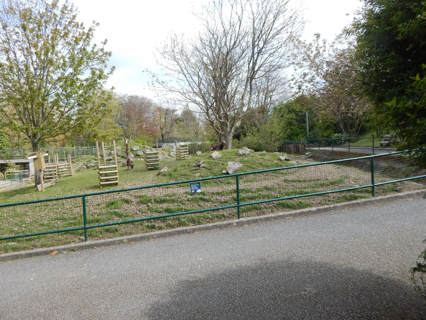 Visayan spotted deer exhibit 240424