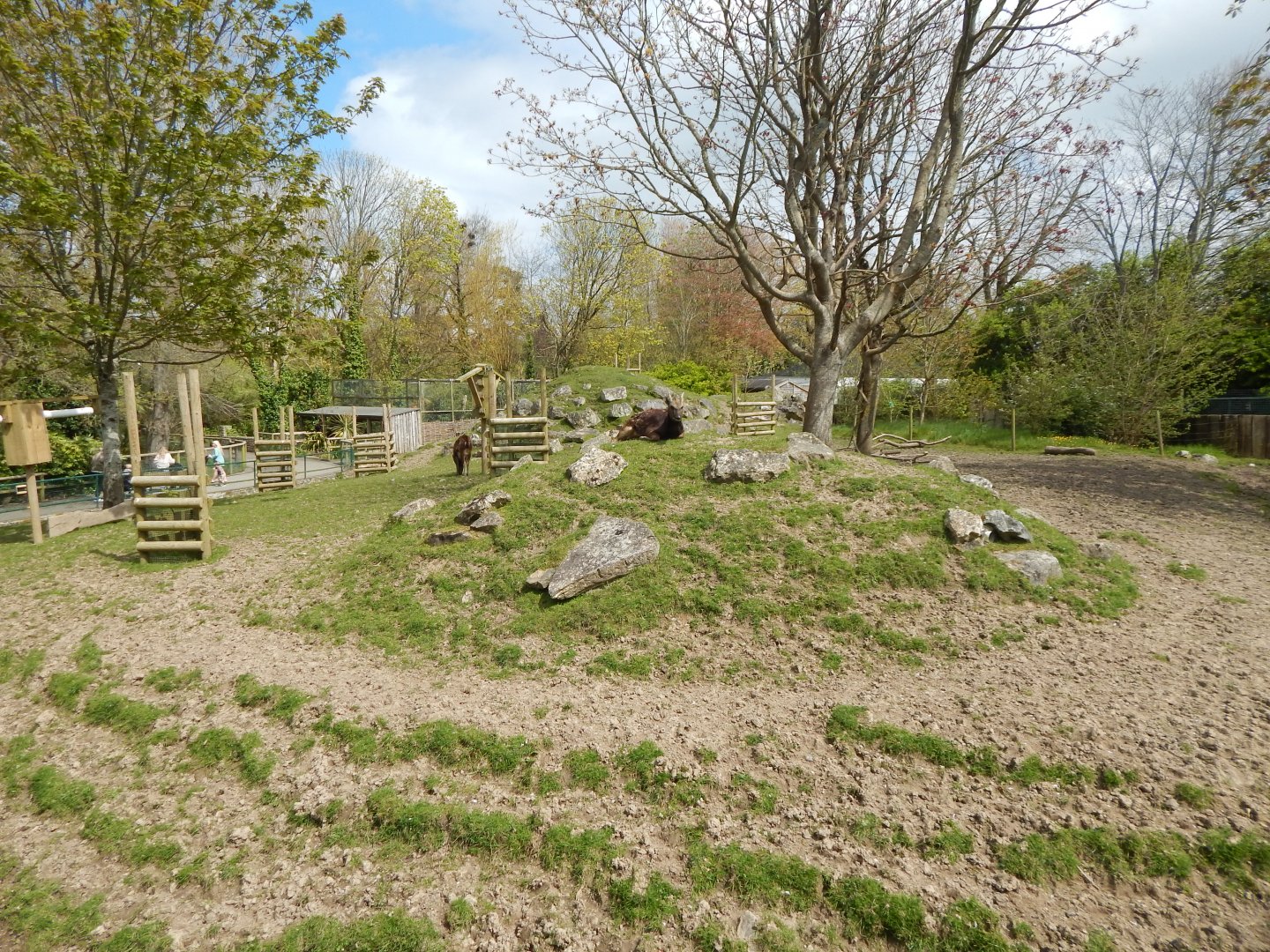 Visayan spotted deer exhibit 240424