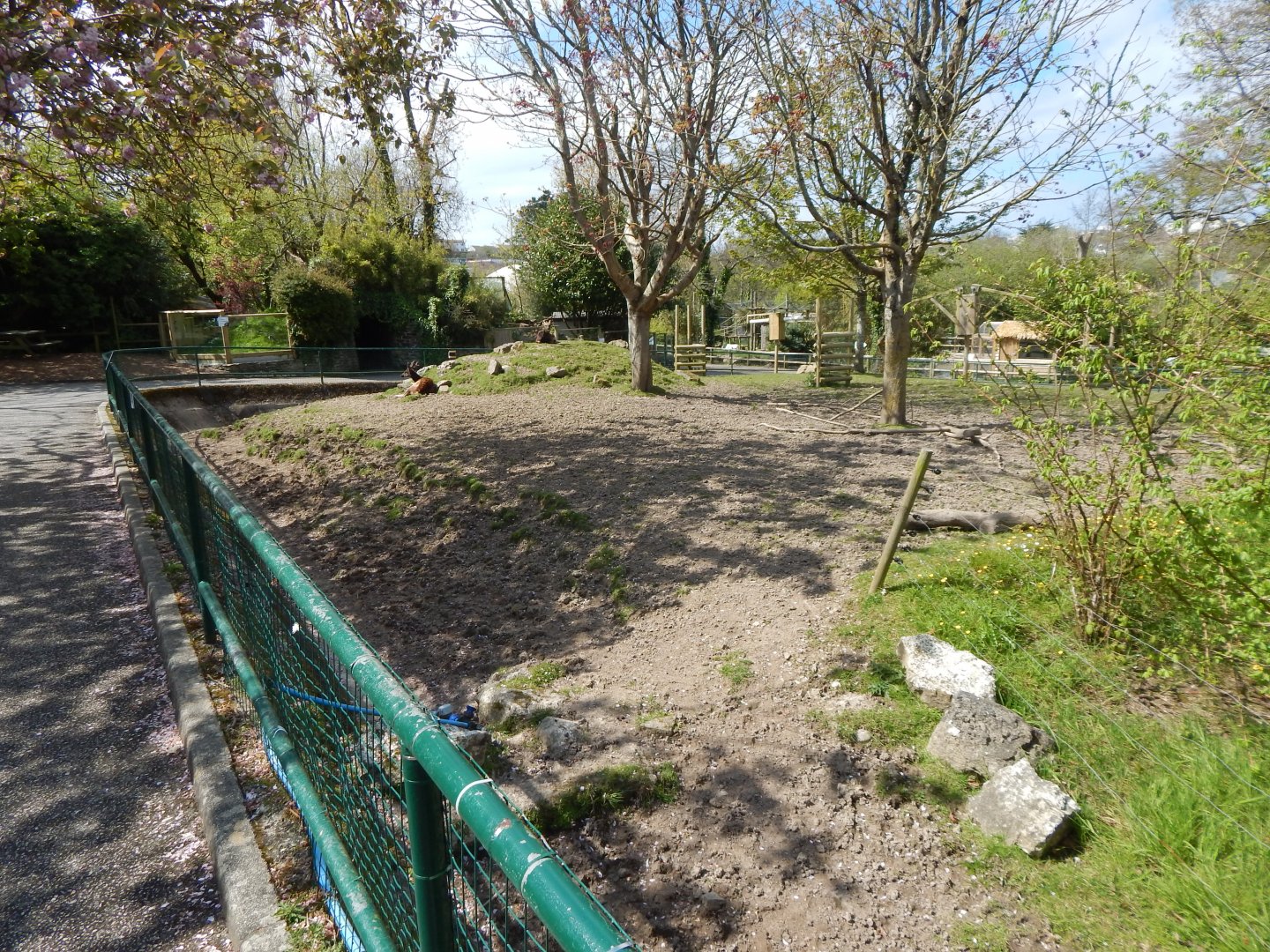 Visayan spotted deer exhibit 240424