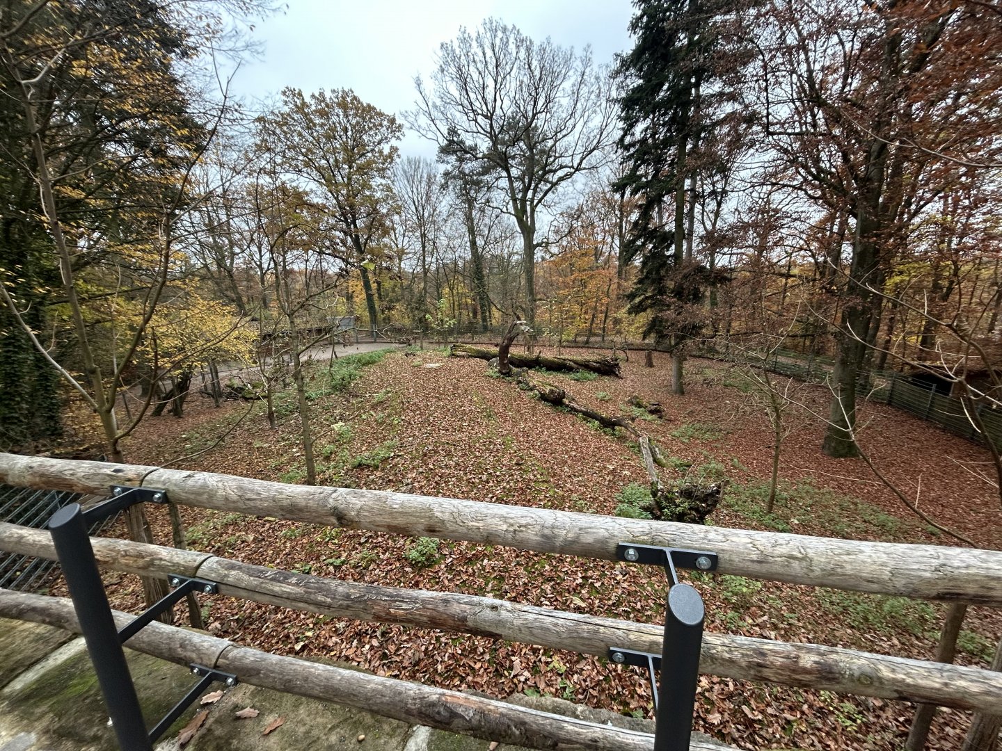 Visayan Spotted Deer Exhibit