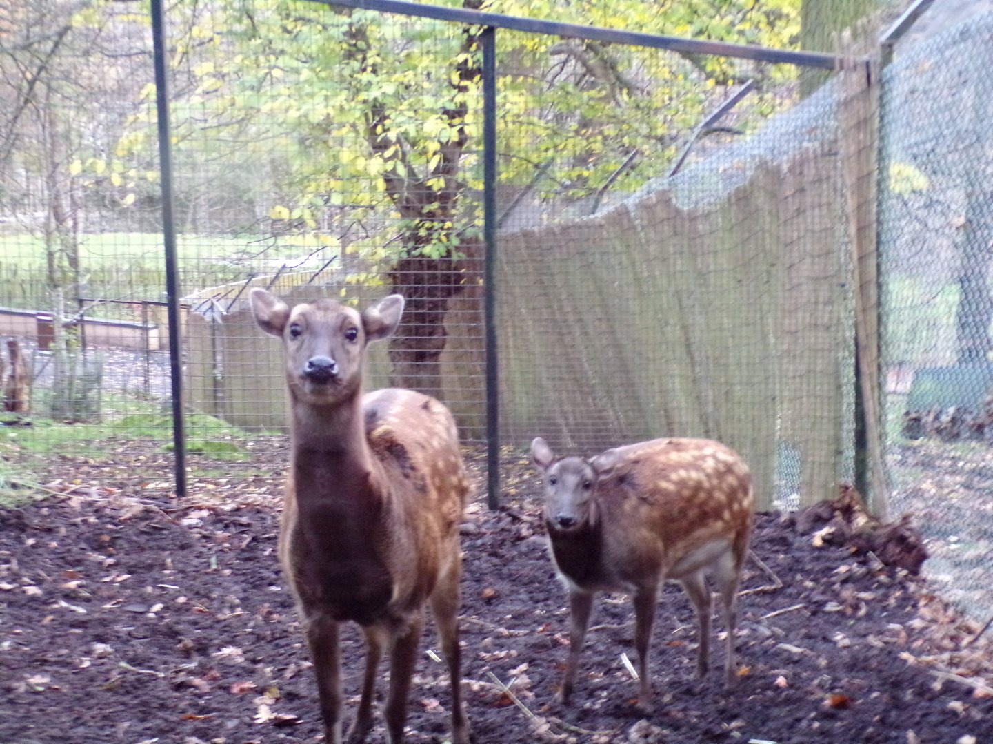 Visayan spotted deer family 19.11.23