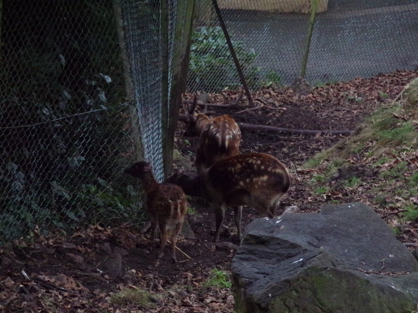 Visayan spotted deer family 27.12.24