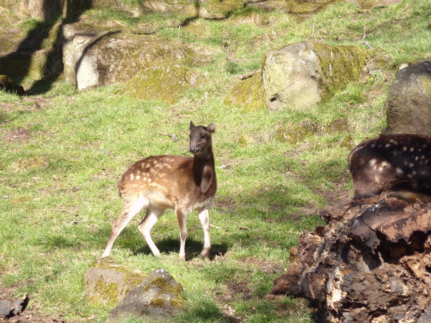 Visayan spotted deer fawn  11.3.23