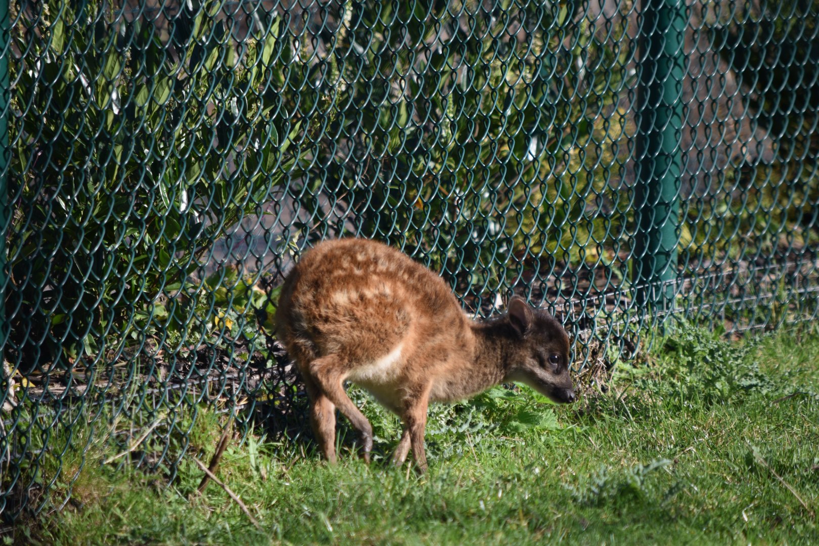 Visayan spotted deer fawn