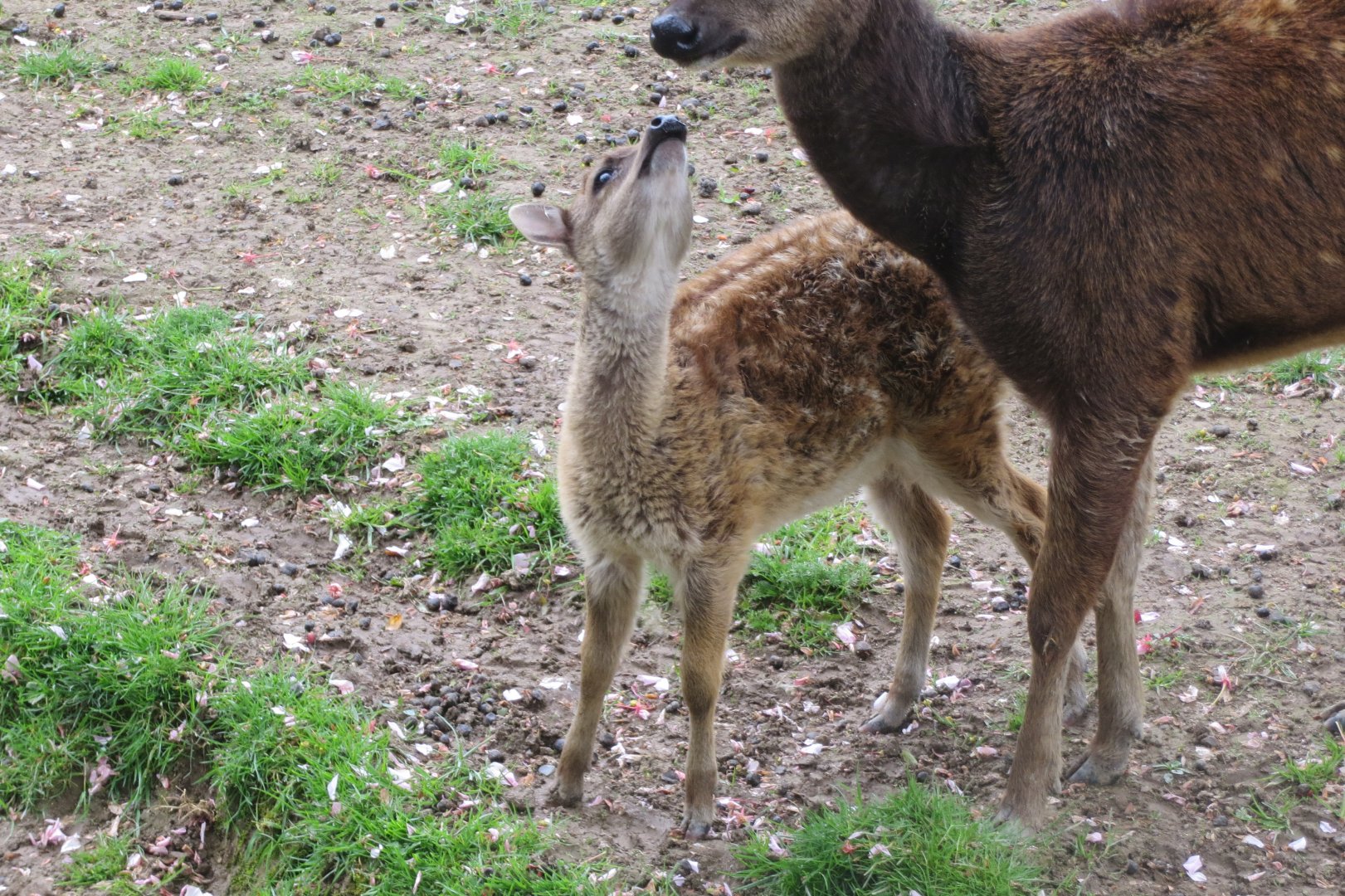 Visayan spotted deer juvenile 290419