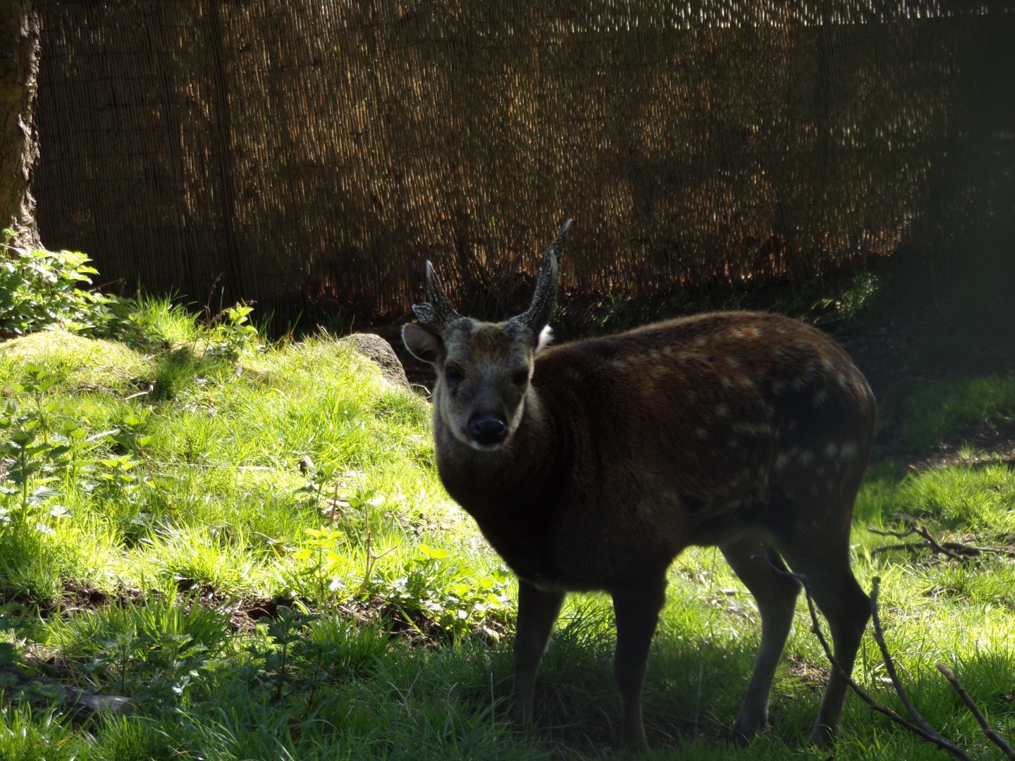 Visayan spotted deer male 20.4.25