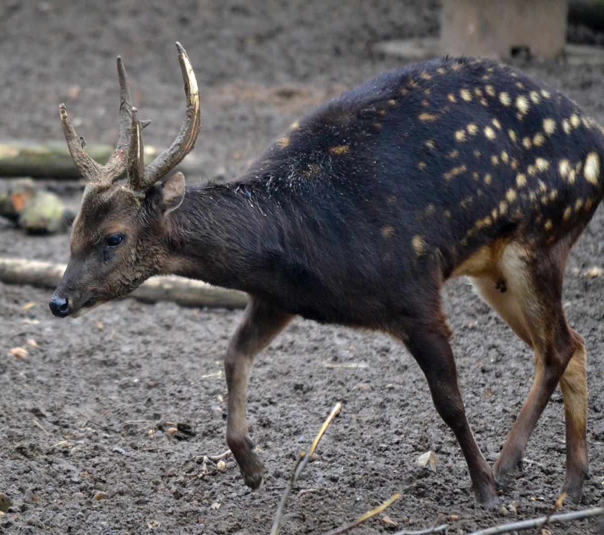 Visayan Spotted Deer - March 2017
