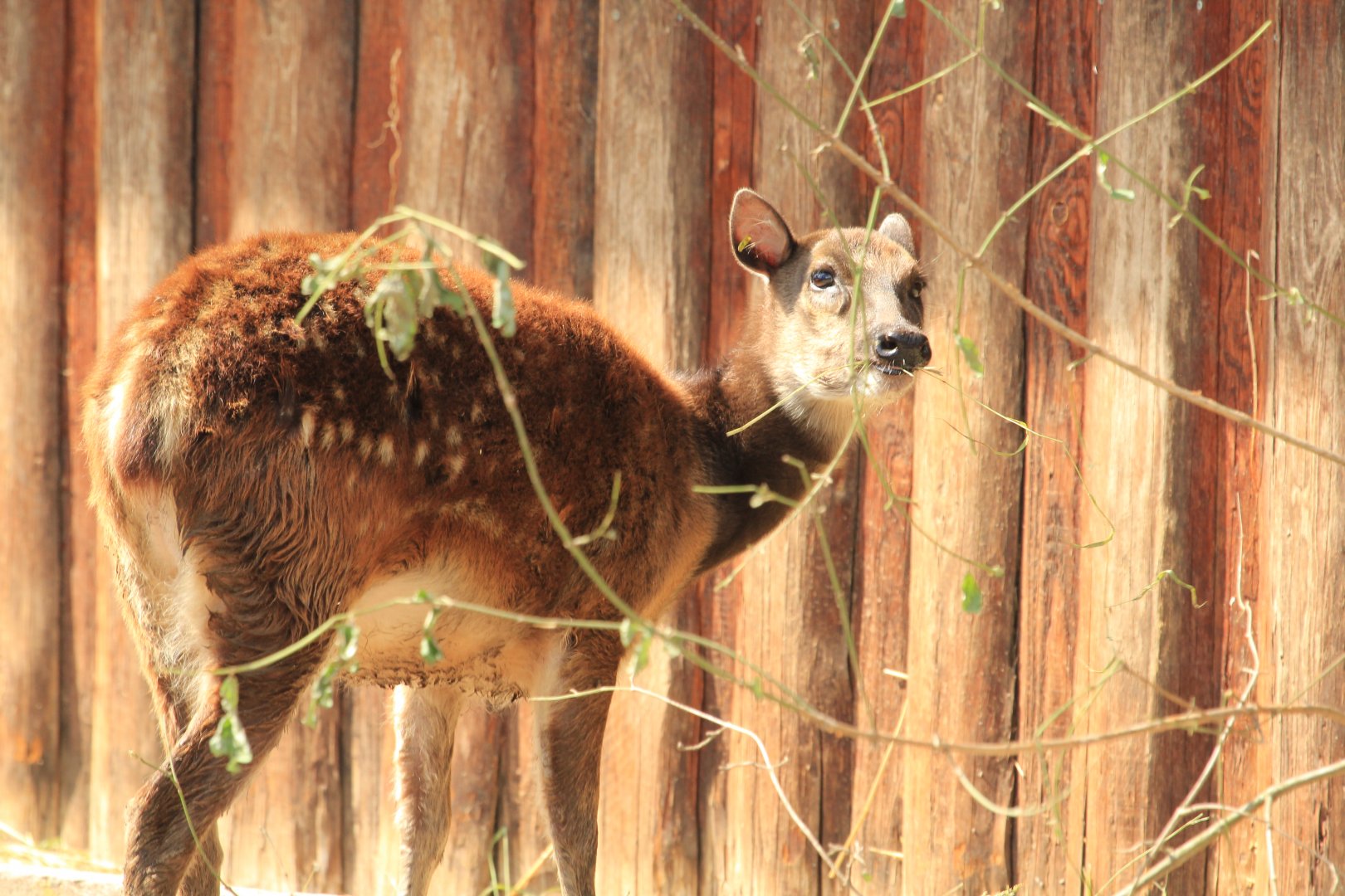 Visayan spotted deer (May 2018)