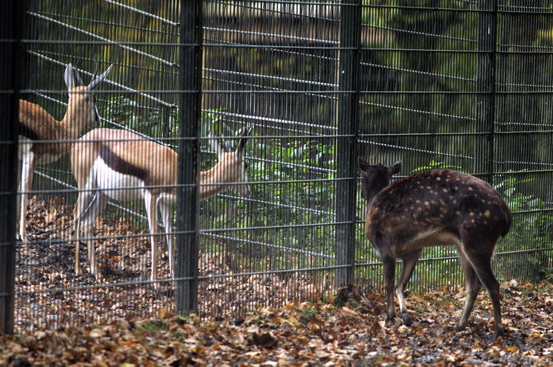 Visayan Spotted Deer meets Springbok