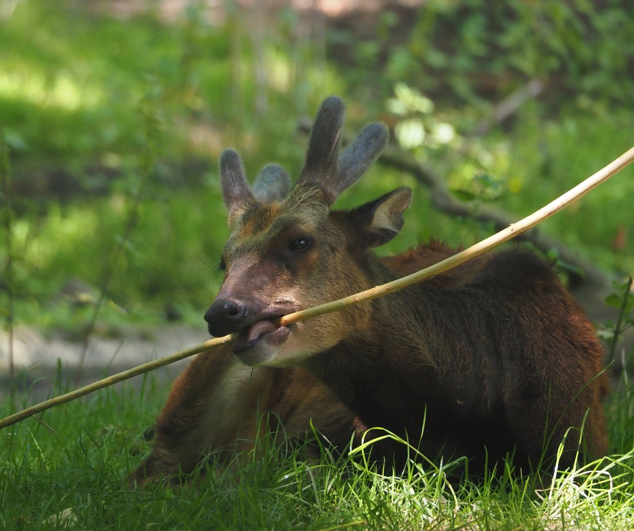 Visayan spotted deer (Rusa alfredi), 2024-06-30