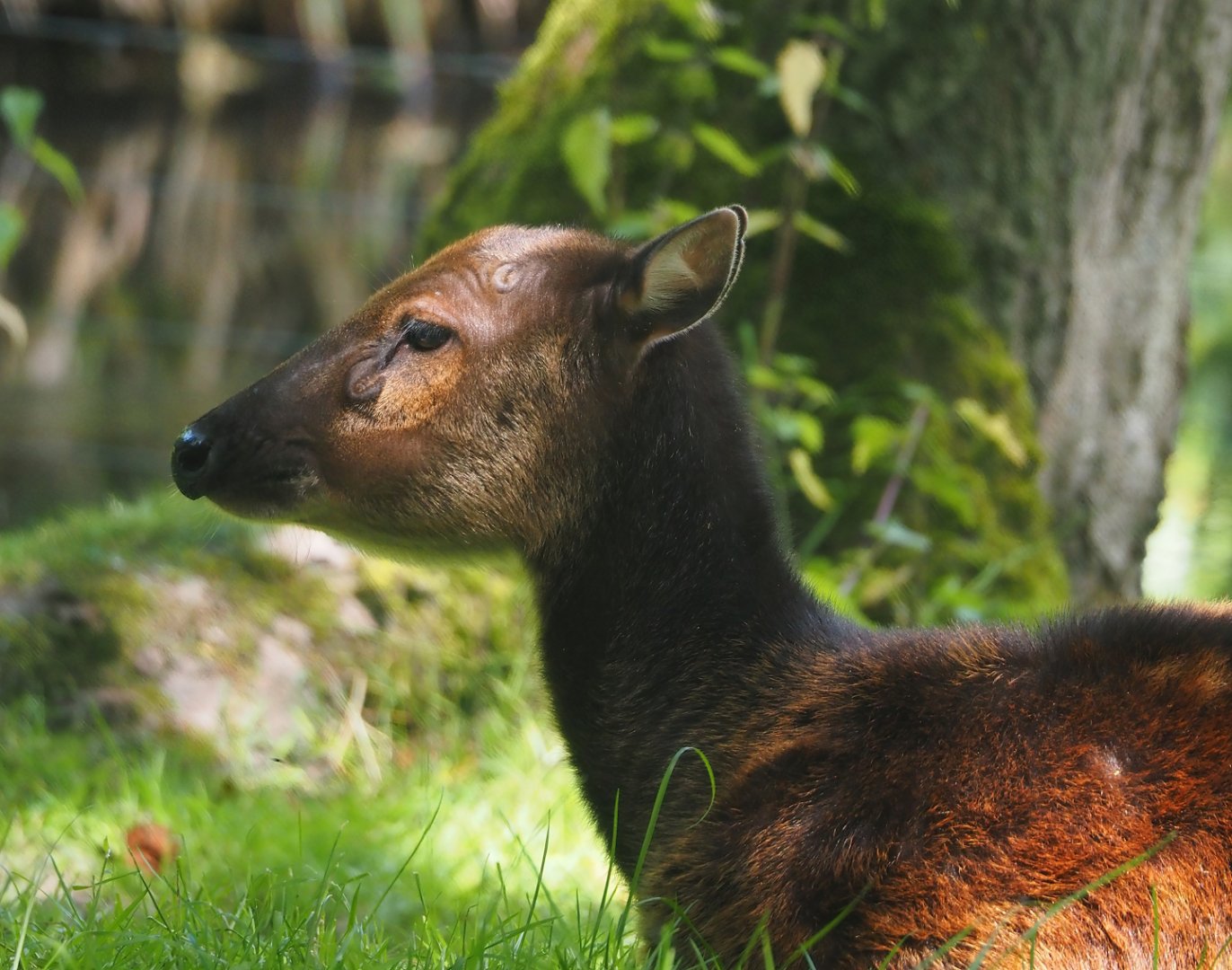 Visayan spotted deer (Rusa alfredi), 2024-06-30