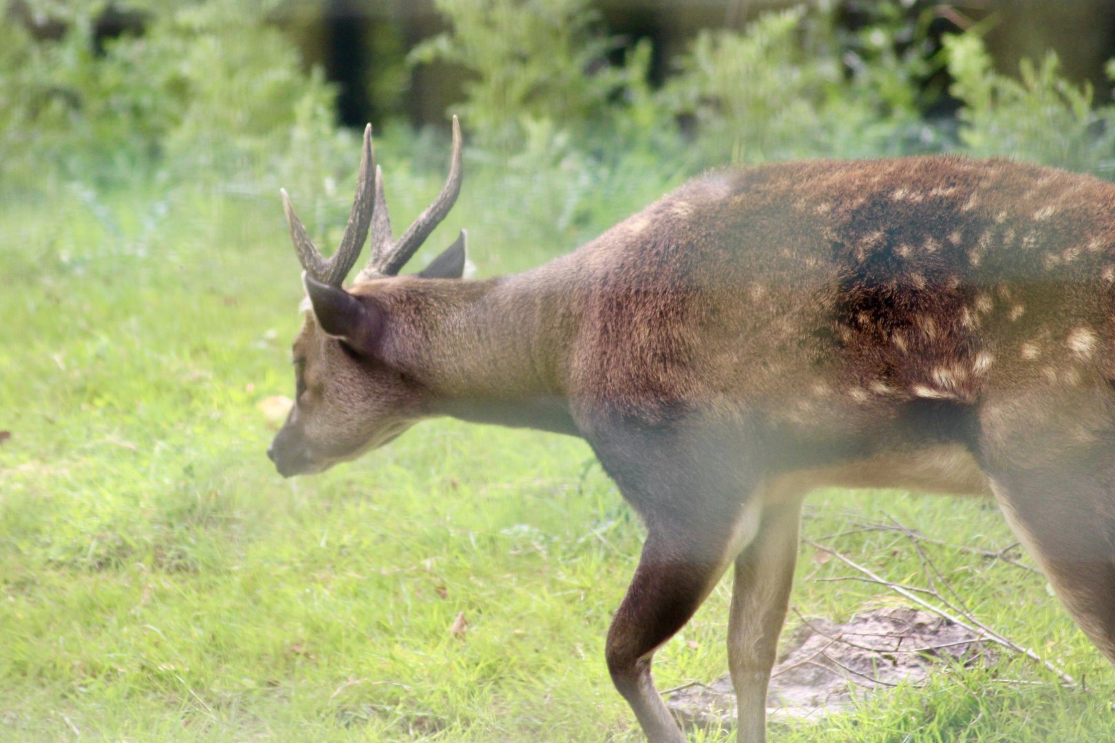 Visayan spotted deer (Rusa alfredi) - 27/7/2025