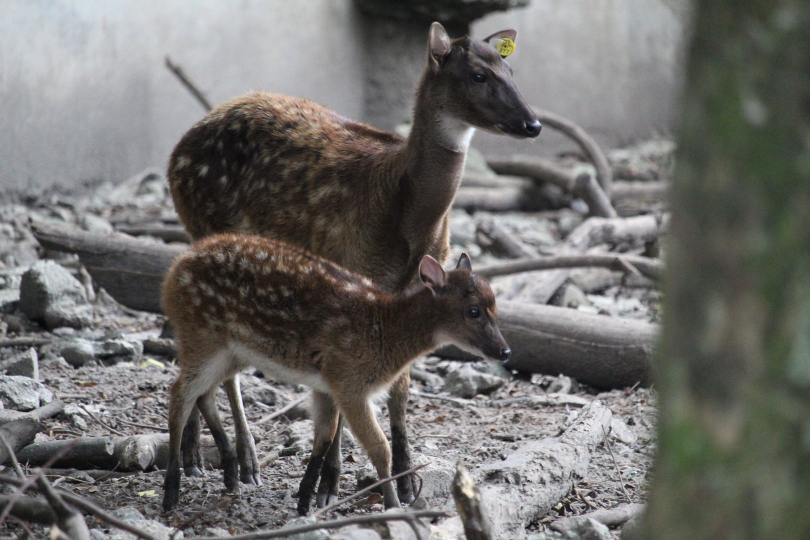 Visayan spotted deer (Rusa alfredi) and fawn